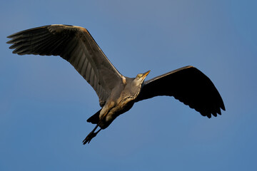 Grey heron (Ardea cinerea)