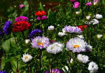 Blooming Aster flowers of different colors on a flower bed in the garden on a sunny day