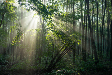 światło w lesie. Las bukowy