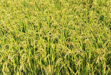 Capturing Ears of Rice on the Entire Screen