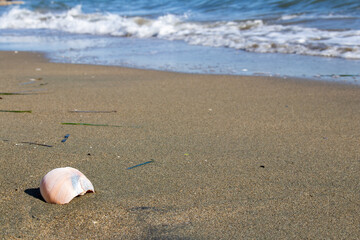 Fototapeta na wymiar 浜辺の貝殻