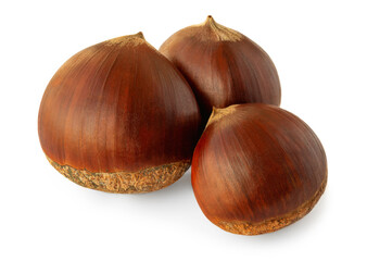 Horse chestnuts. Chestnut Isolated on white background.  Close up