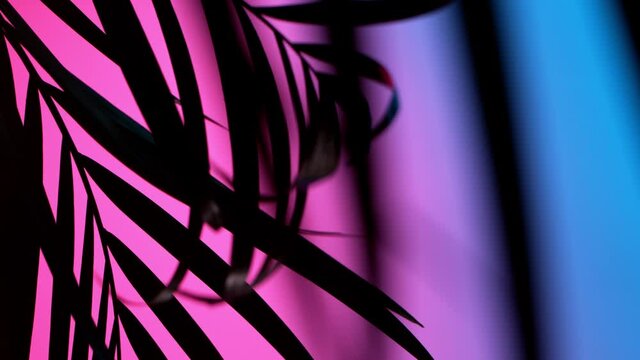 Silhouette Shadow of Palm Leaves Motion by Natural Wind Isolated on Neon Background. Super Slow Motion Filmed on High Speed Cinema Camera at 1000 fps.