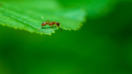European ant on the green leaf.