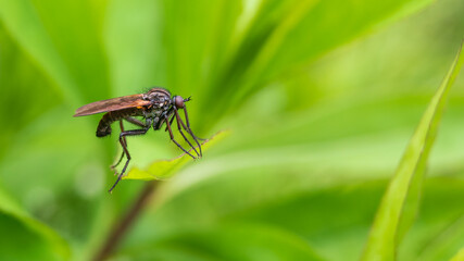 Forest fly sitting on the grass