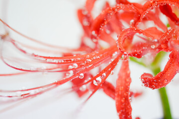 水滴の彼岸花03