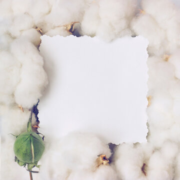 Creative layout made of cotton flowers and paper card note. Nature and organic. Flat lay with copy space © hiddencatch