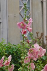 Hollyhock flower