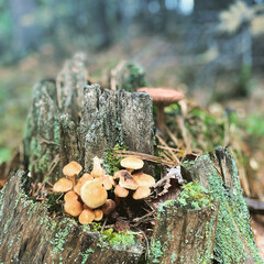 mushrooms in the forest