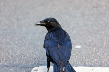 Crow in the city