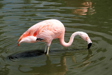 pink flamingo in water