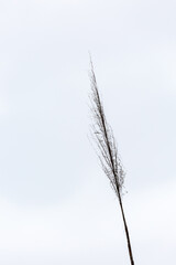 Fototapeta na wymiar Tip of plant under a wind