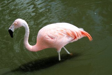 pink flamingo in the water