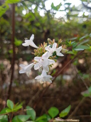 한국 울산 동구 동해안로 꽃
Flowers on Donghaean-ro, Dong-gu, Ulsan, Korea