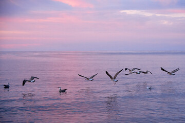 A flock of seagulls flying near the sea water.