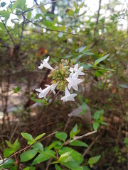 한국 울산 동구 동해안로 꽃
Flowers on Donghaean-ro, Dong-gu, Ulsan, Korea