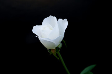 小さな白い薔薇01
