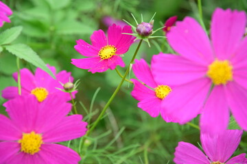 Obraz premium 秋桜