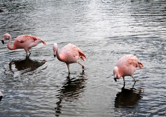pink flamingo in water