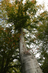 Fototapeta premium autumn tree in the park