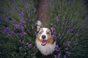 dog on the lavender field. Happy pet in flowers. Marble australian shepherd. funny pet