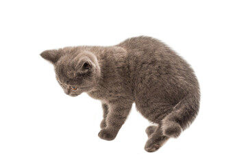 British shorthair kitten looking up isolated on white