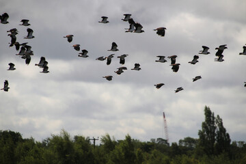 A flock of birds