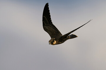 Eurasian hobby (Falco subbuteo)