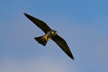Obraz premium Eurasian hobby (Falco subbuteo)