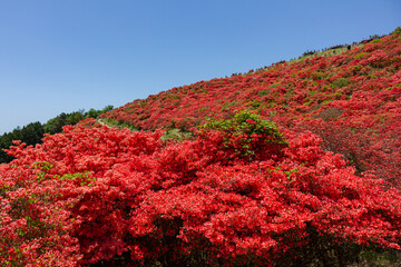 大和葛城山・葛城高原に咲くつつじの絨毯