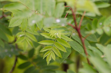 Tree in the rays of the sun. Green rowan leaves have blossomed in the forest.