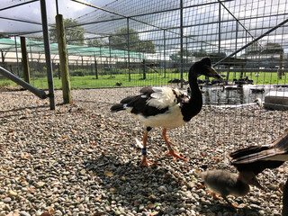 A Magpie Goose and Gosling
