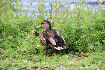 A close up of a female Mallard Duck
