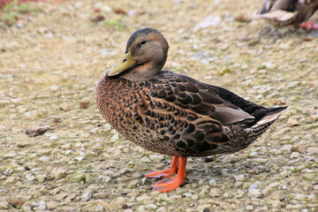 A close up of a female Mallard Duck