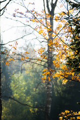 Rowan's branches with few colorful leaves in end of fall. Selective focus. Shallow depth of field. 