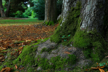 autumn in the forest