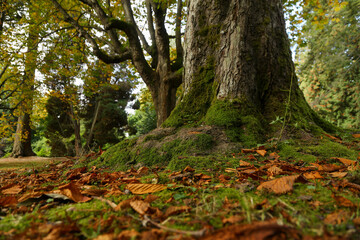 Obraz premium autumn in the woods