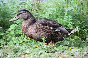 A close up of a female Mallard Duck