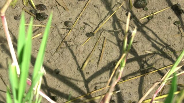 A fry of killifish swimming in a rice field