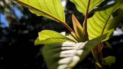  Kratom is a tree. The leaves are used as a recreational drug and as medicine. Kratom is banned by some in Thailand due to safety concerns.