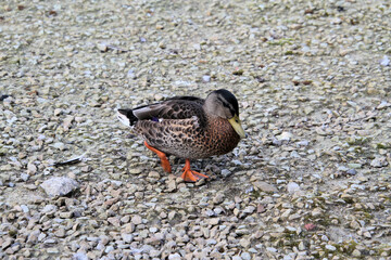 A close up of a female Mallard Duck