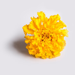 On white background. There is a shadow. yellow marigold flower.