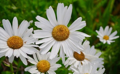 Obraz premium daisies in a garden