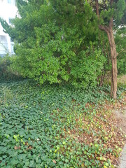 한국 울산 동구 동해안로 식물
Plants in Donghaean-ro, Dong-gu, Ulsan, Korea