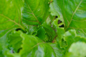 lettuce leaves with dew drops