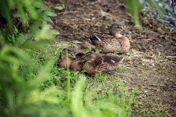 three little ducklings and a mother duck hid among the leaves on the river Bank