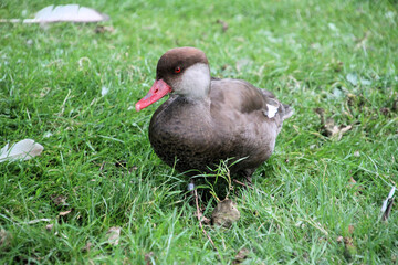 A Pochard Duck on the ground