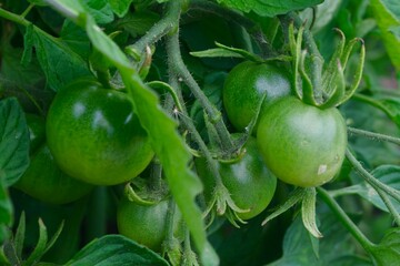 green tomatoes on a vine