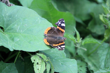 butterfly on a leaf