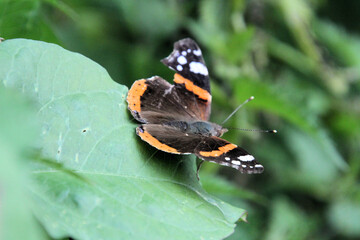 butterfly on a leaf